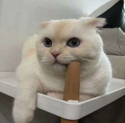甜美女生头像狗狗猫猫