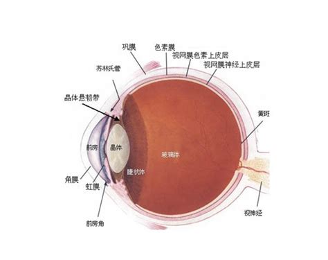 眼部结构图图片