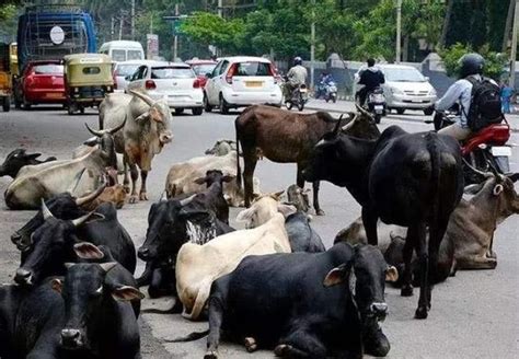 不可思议之印度 --牛，在印度是一种神圣的存在，穿行在圣城Varanasi|种牛|印度|穷街_新浪新闻