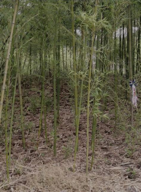 斑竹应用于公园绿化 - 泰和森联竹类苗木有限公司