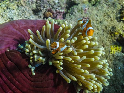 海葵白色海葵海洋生物触手海上生活水生生物高清图片下载-正版图片320603835-摄图网