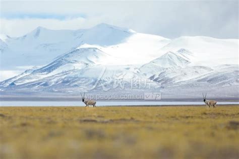 西藏阿里：野生动物悠闲觅食-人民图片网