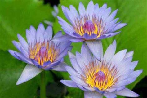 世界上所有的花名和图,上名最美的花,上最诡异的十图_大山谷图库