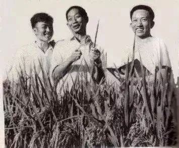 袁隆平五个人生“头条”：“人就像种子，要做一粒好种子”_深圳新闻网