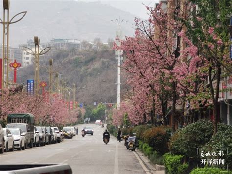 开屏新闻-【赏春地图】昭通彝良：樱花盛开引来市民拍照打卡