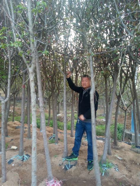 这里的树木穿上“量身定制”冬装 - 潍坊新闻 - 潍坊新闻网