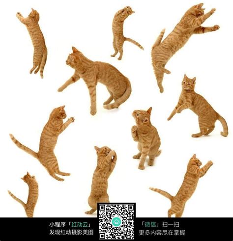 四足动物的运动规律 并附经典参考图讲解慢走、小跑、奔跑 - 共享教程 - 微妙网wmiao.com