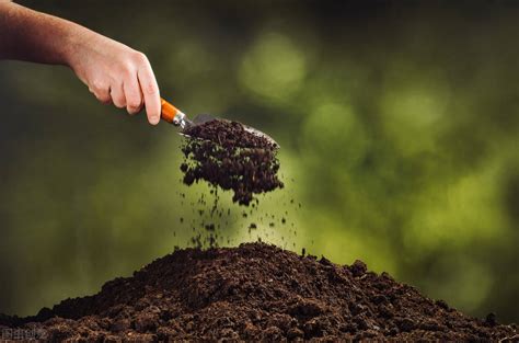 这三种简单的方法都可以轻松给盆栽土壤消毒，旧土也能重新利用|土壤|杀菌|烤箱_新浪新闻