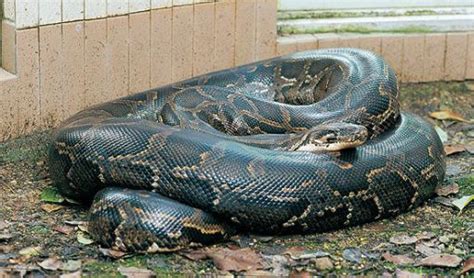 世界上最大的蛇有多大?