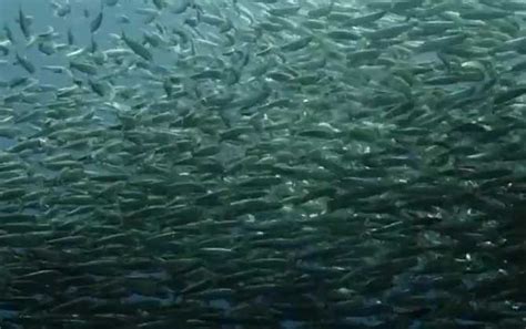 沙丁鱼是一种在鱼贩中很容易找到的鱼高清图片下载-正版图片506579536-摄图网