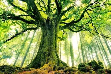 100种树木名称有哪些名字（100种树木名称有哪些？）_华夏智能网