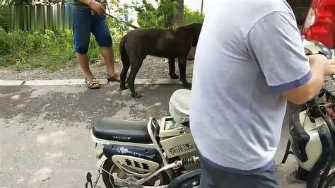 男士牵两条纽波利顿獒犬来狗市玩，这种狗眼睛是红色的，性情凶猛_腾讯视频