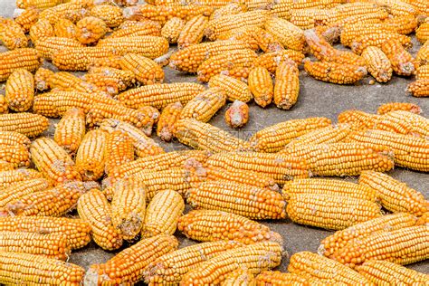 秋天丰收的玉米高清图片下载-正版图片501059936-摄图网
