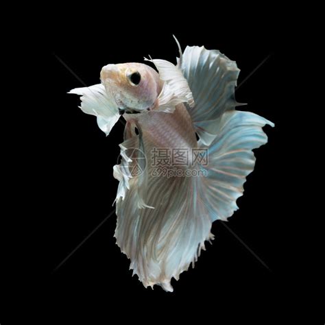 斗鱼暹罗斗鱼白色的鱼一条观赏鱼小白鱼图片下载 - 觅知网