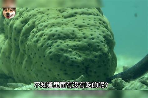 青岛渔民捕获近两米长巨型海鳗鱼（图）——人民政协网