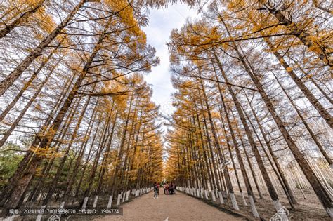 【吉镜头】秋天的百木园丨层林尽染美如画-中国吉林网