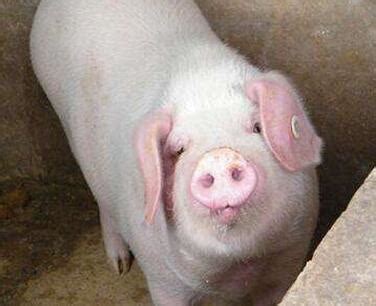 母猪和阉公猪育肥性能差异及原因分析 - 猪好多网