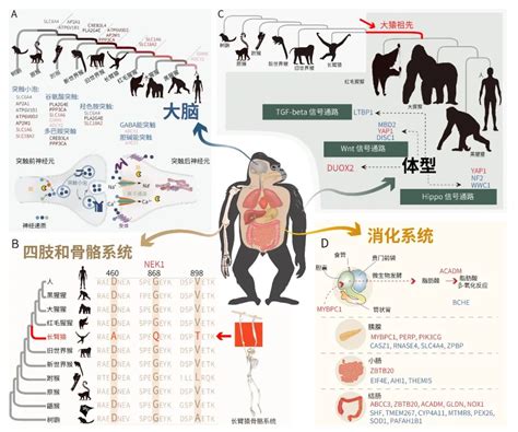 《神话复苏之基因进化》小说在线阅读-起点中文网