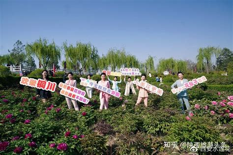 2021铜川牡丹文化旅游节盛大启幕 领略铜川的美妙春景 - 知乎