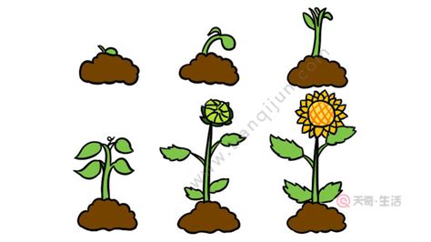 植物的生长过程（植物的5大生长阶段）