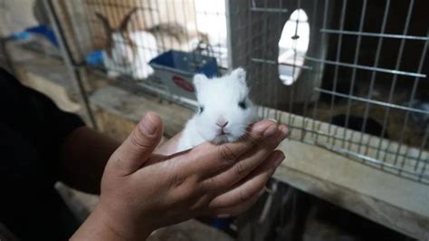 苏北农村“兔女郎”：一年卖兔10000只，每天直播7小时__凤凰网