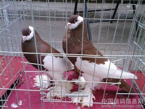 观赏鸽-中国信鸽信息网相册