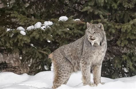 加拿大山猫（猞猁），看起来又憨又萌，其实超级凶残 | 宠物天空