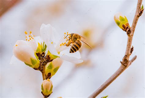 蜜蜂采蜜图片