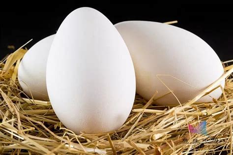 鸡蛋、鸭蛋、鹌鹑蛋、鸽子蛋……到底哪种蛋最有营养？ - 知乎