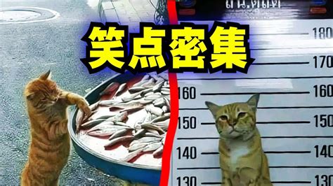 爆笑解说：国外有只猫咪因为偷小鱼干被捕！_腾讯视频