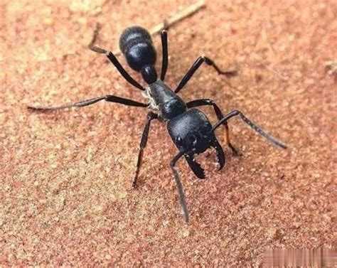 世界上最凶的10种蚂蚁排名 行军蚁上榜，第九很具攻击性_动物之最_第一排行榜