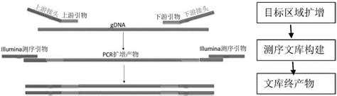 EGFR基因19号外显子缺失突变的快速荧光检测方法及应用与流程