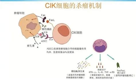 肿瘤免疫治疗中的NK细胞 - 知乎