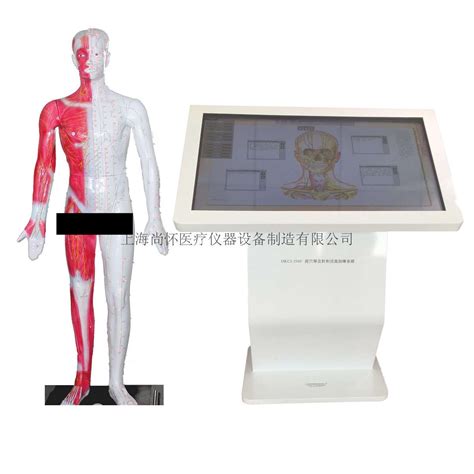 中医穴位训练、针灸仿真一体训练系统-上海都康仪器设备有限公司