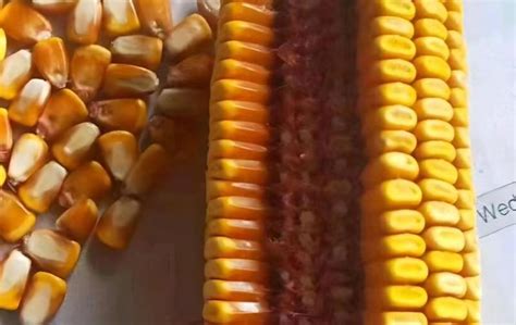 请问玉米的出籽率一般是多少？ - 农业种植网