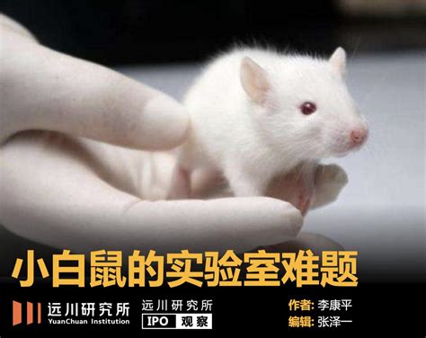 小白鼠是如何成为动物实验的首选？_实验干货_实用技巧_科研星球