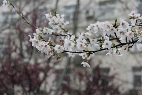 《一棵开花的树》----席慕蓉作品赏析-祈福新村业主论坛- 广州房天下