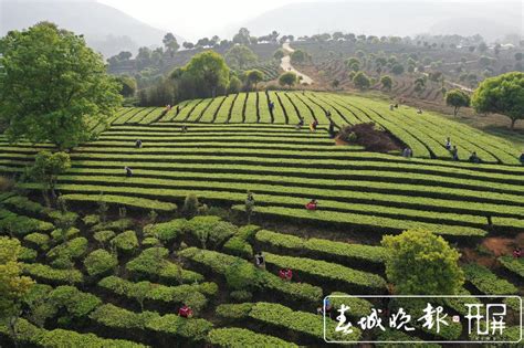 开屏新闻-春茶系列报道3｜普洱困鹿山茶树发芽率好于往年，鲜叶开采价格达1.28万元/公斤