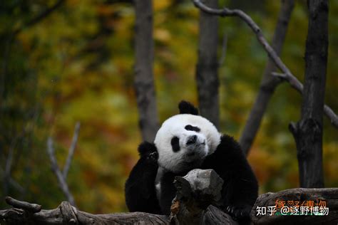 新华全媒+丨全球圈养大熊猫种群数量达到673只 十年增长近一倍