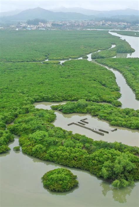 海南红树林,热带,保护,生态系统
