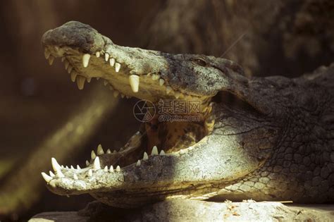 嘴凶猛的肉食动物鳄鱼高清图片下载-正版图片307775054-摄图网