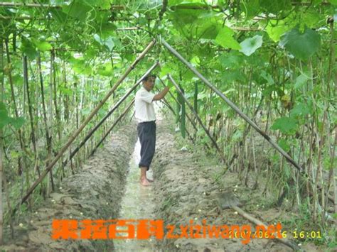 丝瓜种植有什么技术_丝瓜_做法,功效与作用,营养价值z.xiziwang.net