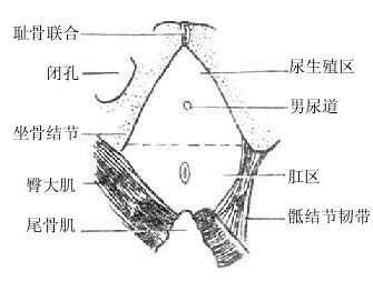 阴道分布图图片