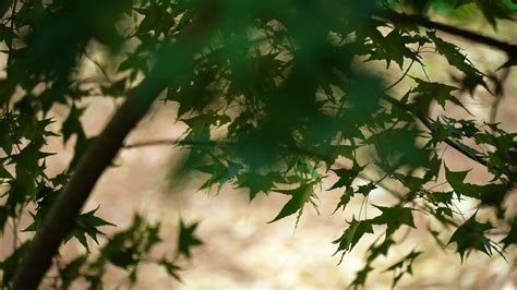 五角枫树花，原创拍摄