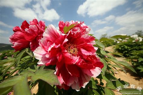 |新会员亮风采|东阿鲁森旅游开发有限公司