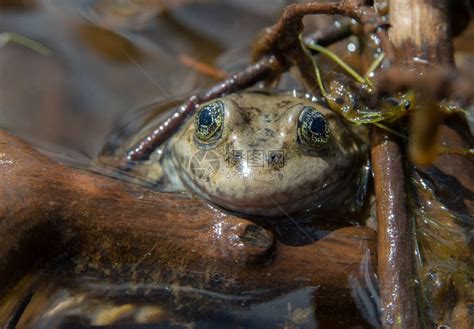 野生的青蛙绿色树叶眼睛动物香蕉生活高清图片下载-正版图片321613102-摄图网