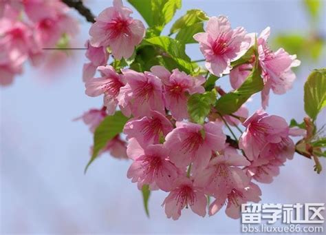 樱花的花语 樱花代表什么意思