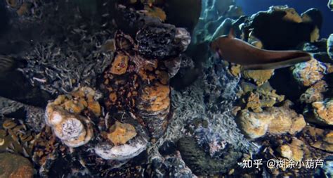 海底有可能存在巨型生物吗？ - 知乎