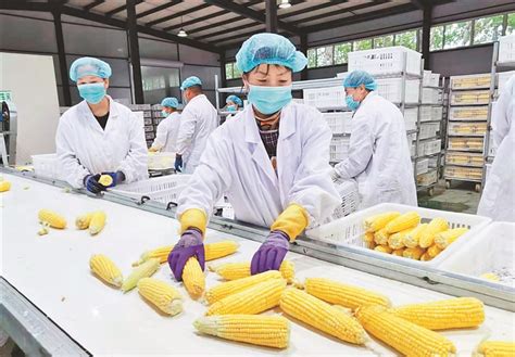 【白皮书】第一财经商业数据中心：2022鲜食玉米消费趋势白皮书（附下载）_报告_含量_CBNData