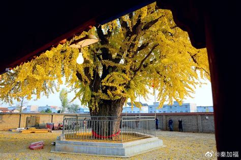姚村镇西张村千年银杏树，成为林州网红打卡地
